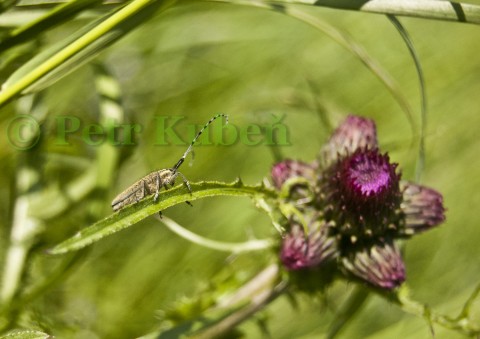 Brouk pytlík fotografie zelená příroda léto tráva makro brouk tykadla život tykadlo 