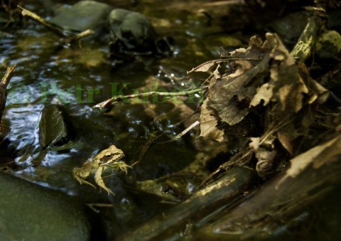 Žába udělala udělala do tůňky HOP voda příroda žába žáby tůňka obojživelník pulci pulec 