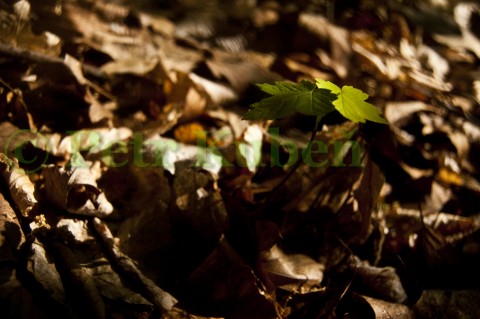 Cesta života krajina slunce sluníčko les stromek život pouto pupen wood landscape nálet 