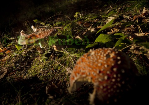 vochomůrka, bez křemílka louka slunce sluníčko houby muchomůrky muchomůrka palouk šamanství funghi amanita muscariata 