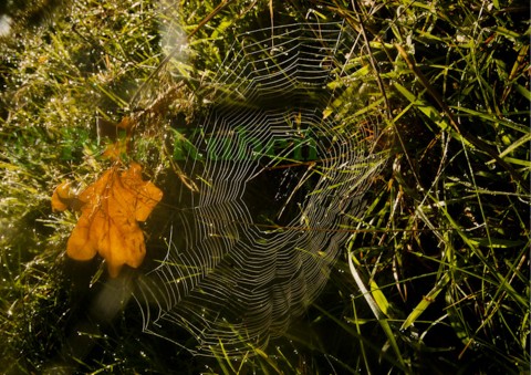 Pavučina snů pavouk podzim list tráva pavučina listí síť spider vlákno net tkát utkat 