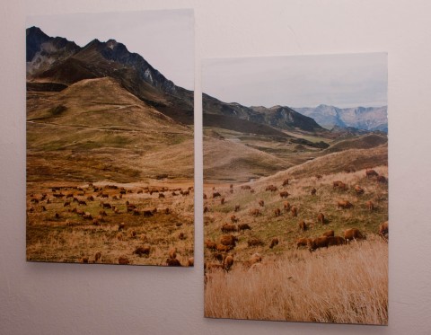 Dvoudílná fotografie louka hory francie tráva itálie krávy dobytek louky pastvina 