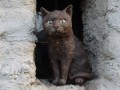 Keramická socha - Kočka v okně