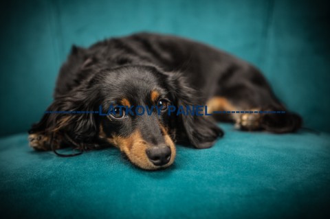 Bavlněná látka - 20 x 15 cm - PS01 pes patchwork bavlna šití látka psi zvířátka bavlněná 