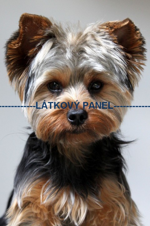Bavlněná látka - 20 x 15 cm - PS4 pes patchwork bavlna šití látka psi zvířátka bavlněná 