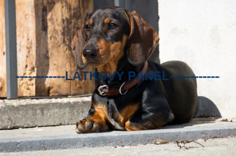 Bavlněná látka - 20 x 15 cm - PS10 pes patchwork bavlna šití látka psi zvířátka bavlněná 