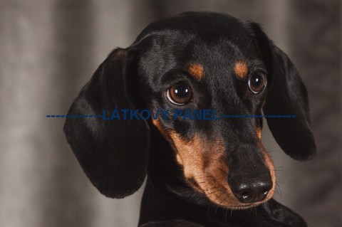 Bavlněná látka - 15 x 15 cm - PS5 pes patchwork bavlna šití látka psi zvířátka bavlněná 