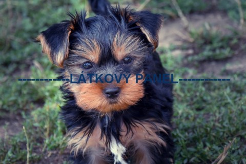 Bavlněná látka - 20 x 15 cm - PS6 pes patchwork bavlna šití látka psi zvířátka bavlněná 