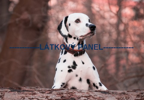 Bavlněná látka - 20 x 15 cm - PS07 pes patchwork bavlna šití látka psi zvířátka bavlněná 
