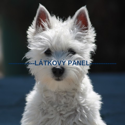 Bavlněná látka - 15 x 15 cm - PS15 pes patchwork bavlna šití látka psi zvířátka bavlněná 