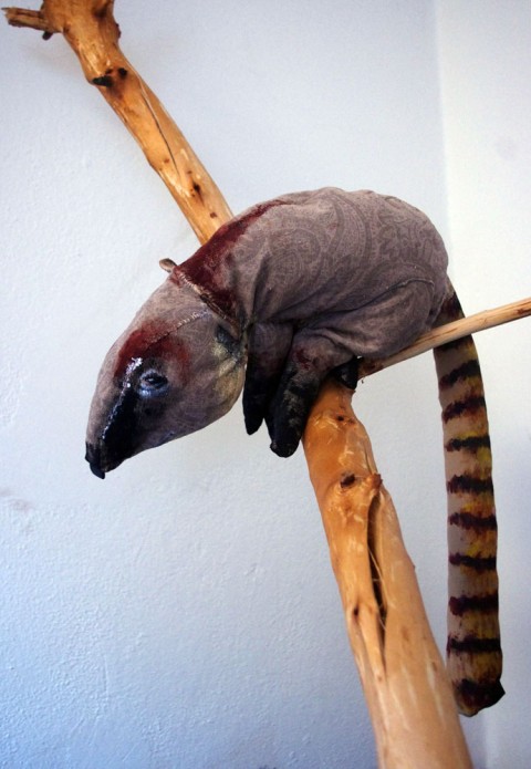 Nosál zvíře strom hračka hraní hravé zoo pohanka plyšák cirkus zvířátko nostalgie savec amerika pohankové nosál jižní 
