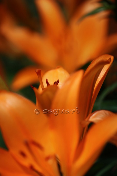 Orange lily 