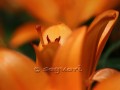 Orange lily