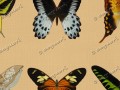 Motýle 001