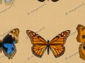 Motýle 001