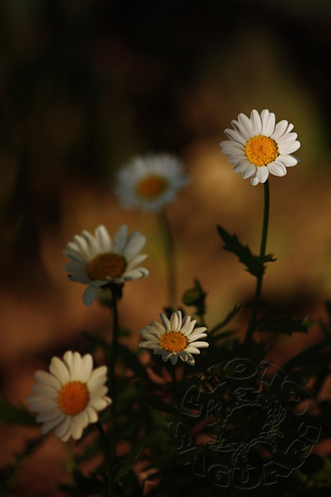 Fotografie, květiny ve světle květy slunce stín podvečer 