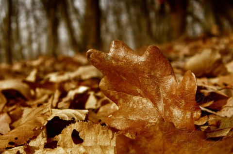 v lese... podzim list les hora listí 
