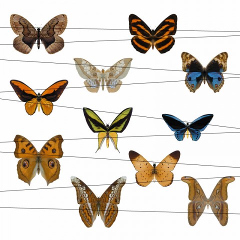 Butterflies 01 motýl polštář tričko scrapbook nálepka nažehlovačka obtisk 