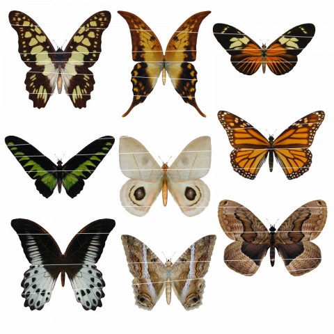 Butterflies 02 motýl polštář tričko scrapbook nálepka nažehlovačka obtisk 