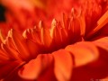 Fotografie, Oranžová gerbera