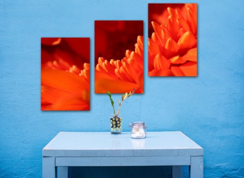 Fotografie - triptych - gerbera květina oranžová gerbera 