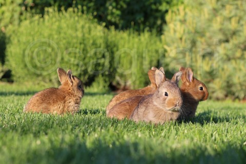 snídaně v trávě zajíc tráva králik 