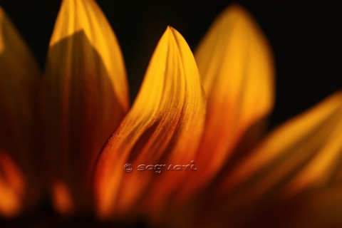 foto, slunečnice slunečnice barvy léto lupeny 