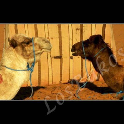 Z očí do očí zvíře velbloud slunce afrika poušť písek teplo maroko horko sucho dromedár tábor 