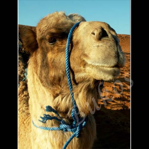 Siesta zvíře velbloud slunce afrika poušť písek teplo maroko horko sucho dromedár tábor siesta 