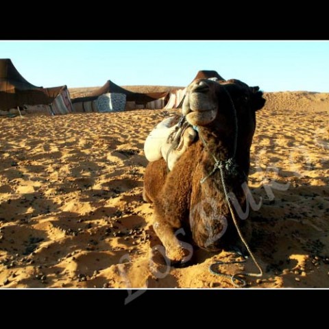 Koráb pouště zvíře velbloud slunce afrika poušť písek teplo maroko horko sucho dromedár tábor 