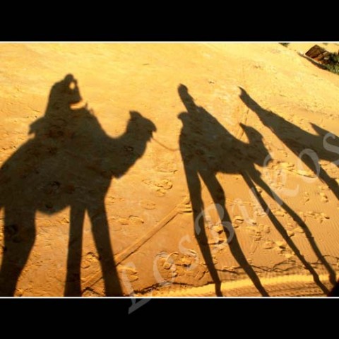 Stínohra na poušti krajina velbloud slunce afrika poušť písek teplo maroko duny horko sucho berber vržený stín karavana výprava 