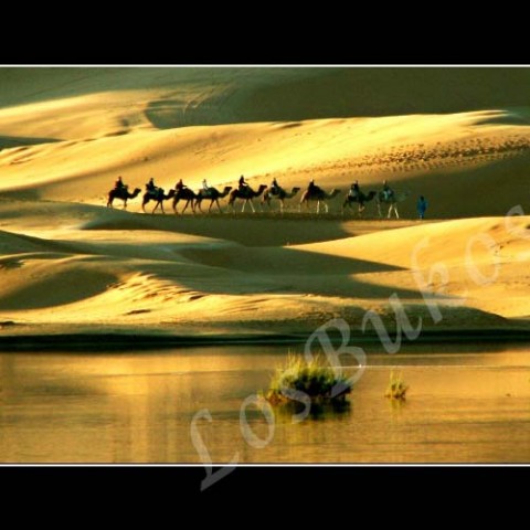 Karavana krajina velbloud slunce afrika poušť písek teplo maroko duny horko sucho berber vržený stín karavana výprava oáza 