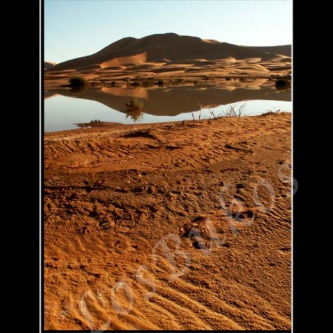 Oáza vertikal voda krajina velbloud slunce afrika poušť písek teplo maroko duny horko sucho berber oáza 