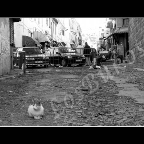 Šelma ulic kočka auta město zeď afrika černobílá šelma cesta silnice postavy muži maroko ulice domy obchody zákoutí 