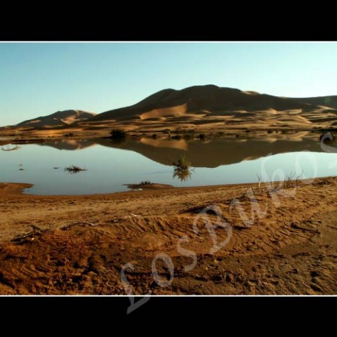 Oáza horizontal voda krajina velbloud slunce afrika poušť písek teplo maroko duny horko sucho berber oáza 