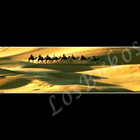 Karavana širokoúhlá krajina velbloud slunce afrika poušť písek teplo maroko duny horko sucho berber vržený stín karavana výprava oáza 