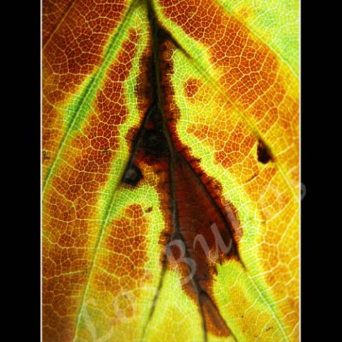 Barvy podzimu zelená strom podzim list příroda hnědá žlutá listopad listí struktura lupen žilky žilnatina 