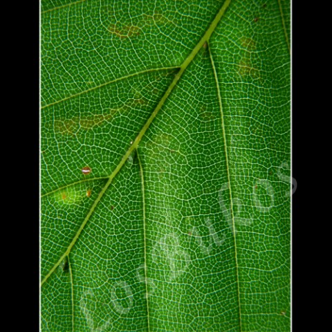 Zelená struktura zelená strom podzim list příroda listopad listí struktura lupen žilky žilnatina 