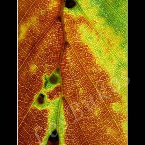 Listopadová melancholie zelená strom podzim list příroda hnědá žlutá listopad listí struktura lupen žilky žilnatina 