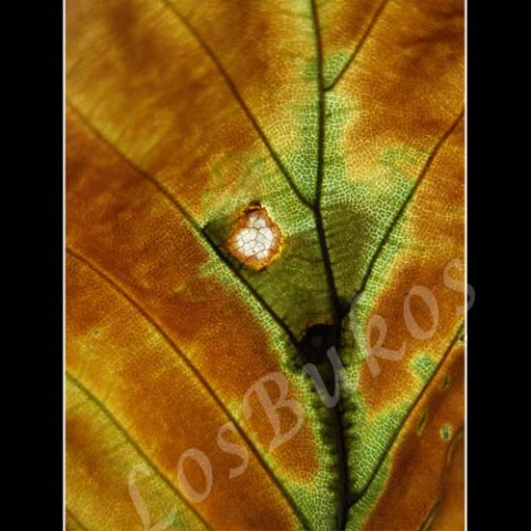 Řečiště do nitra zelená strom podzim list příroda hnědá žlutá listopad listí struktura lupen žilky žilnatina 