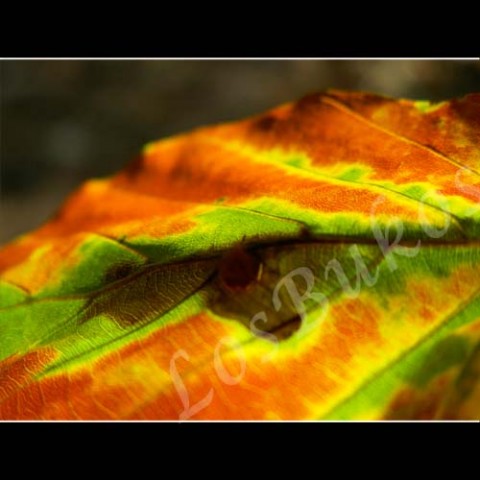 Nostalgie zelená strom podzim list příroda hnědá žlutá listopad listí struktura lupen žilky žilnatina 