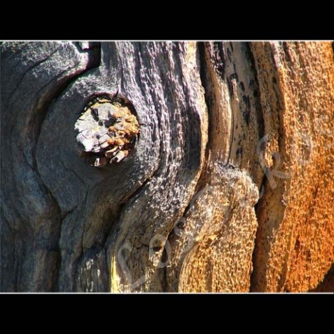 Sloní oko dřevo strom příroda hnědá struktura suk kůra řez 
