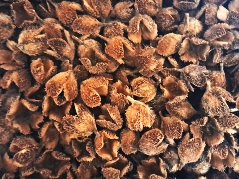 Bukvice dekorace přírodnina věnec aranžmá bukvice plody buku sušené bukvice přírodnina ke tvoření 