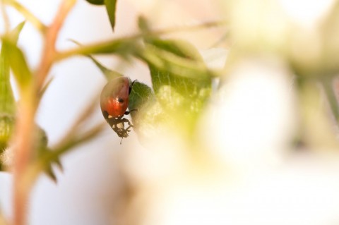 Beruška na ostružiní fotografie příroda makro beruška 