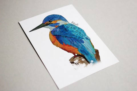 Pohlednice s ledňáčkem voda zvíře ptáček hravé barevný veselý pestrobarevný zvířátko dravec pohlednice letec říční drahokam 