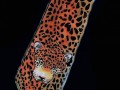 Kravata hedvábná Gepard