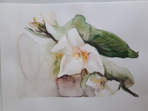 Akvarel originál Jasmín nálada květina obraz malba přírodní jemné originál jasmín akvarel zasněné poetické 