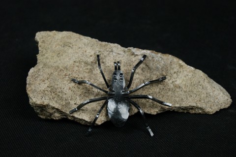 Pavouk kovaný pavouk kovaný příroda křižák 