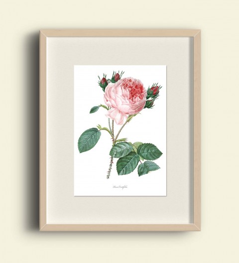 RŮŽE CENTIFOLIA papír dekorace dárek květina obraz růže obrázek vintage tisk originál výzdoba grafika umění antik 19.století starý rytina inkoust botanika illustrace bytový doplňek 