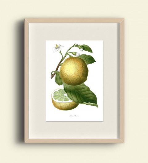 POMELO dekorace dárek doplněk zelená obraz blahopřání ovoce žlutá obrázek jaro ilustrace vintage zahrada valentýn tisk plakát scrapbook koláž grafika starý počítač tapeta pomelo print redouté citrus maxima 